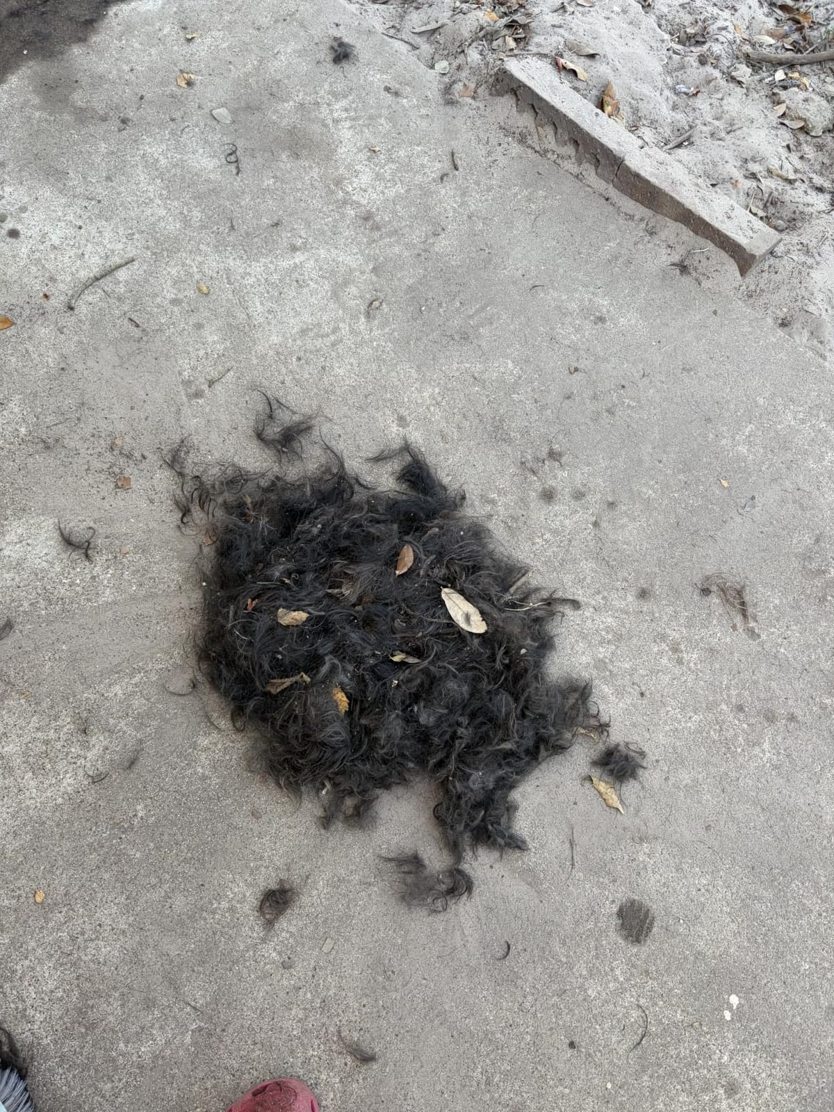 oneisall Dog Clippers for Grooming Thick Heavy Coats customer photo 2