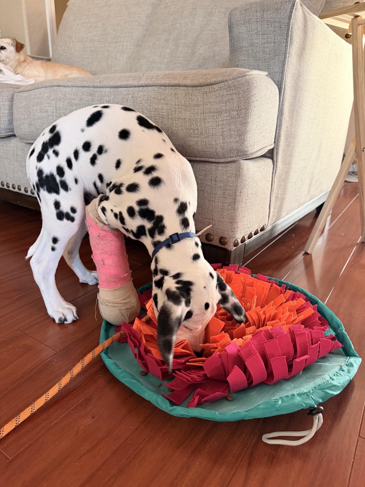 Vivifying Snuffle Mat for Dogs, Interactive Sniff Mat for Slow Eating and Keep Busy, Adjustable Dog Digging Toys Encourages Natural Foraging Skills and Mental Stimulation customer photo 1