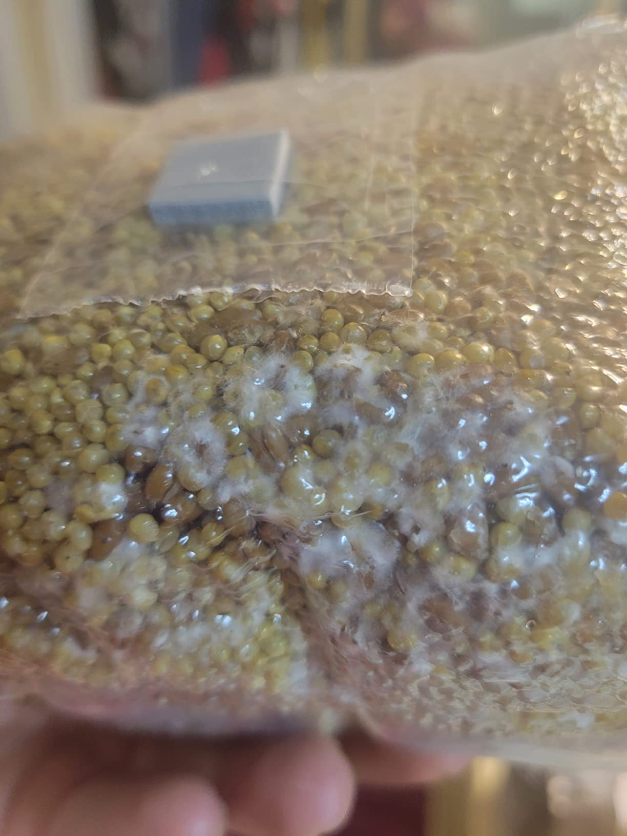 North Spore Organic Sterlized Mushroom Spawn Bag, 1 Pack customer photo 1