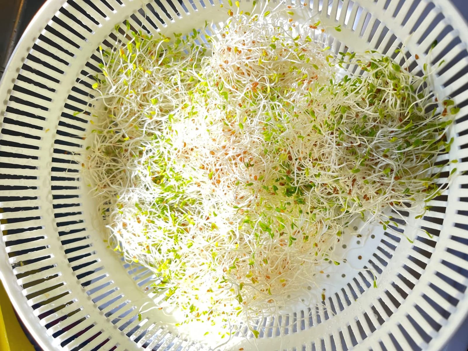Premium Sprouting Jar Kit,2-Wide Mouth Mason Jars with Mesh Sprout Lids customer photo 1