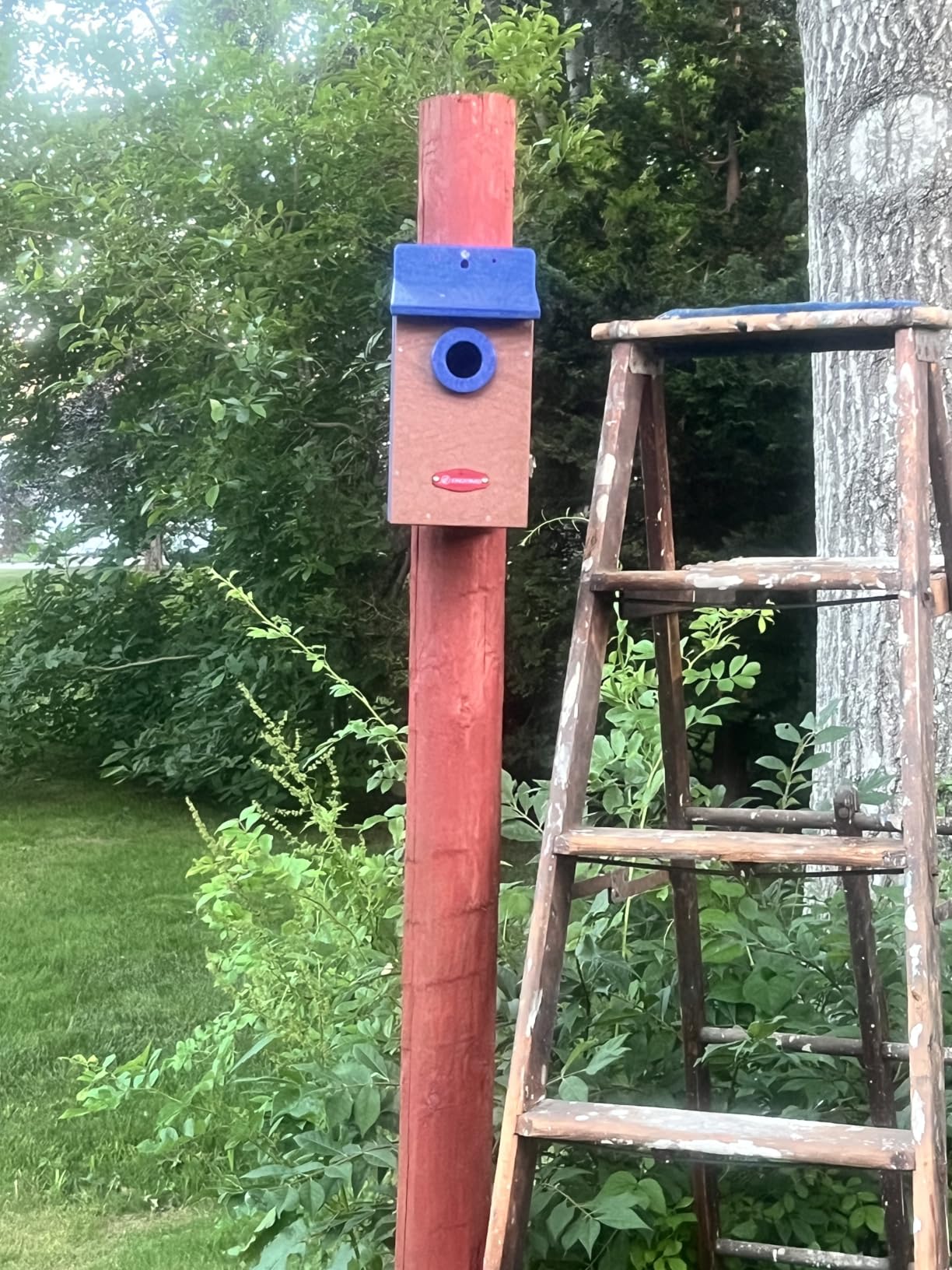 Kingyard Bluebird House, Outdoor Bird House with Predator Guard | Recycled poly lumber nesting box with a 1.5-inch entrance hole, clear viewing panel, bottom ventilation holes customer photo 1
