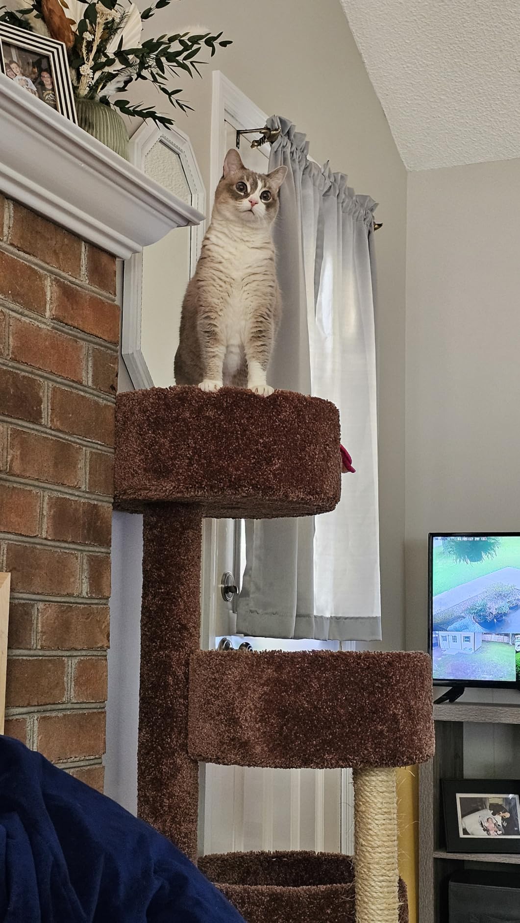 New Cat Condos Deluxe Cat Tree customer photo 2