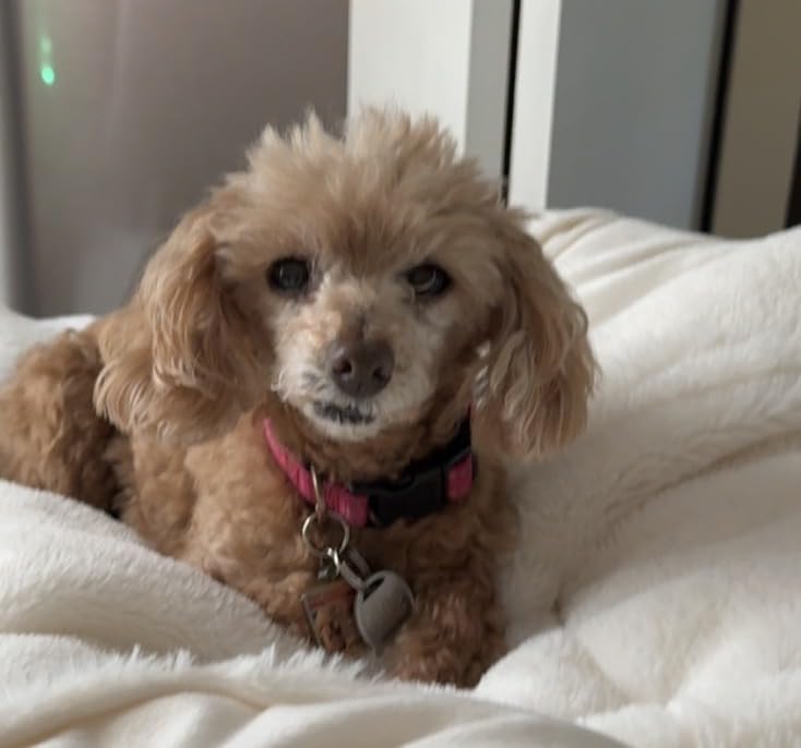Ring Pet Tag | Easy-to-use tag with QR code | Real-time scan alerts | Shareable Pet Profile | No subscription or fees customer photo 1