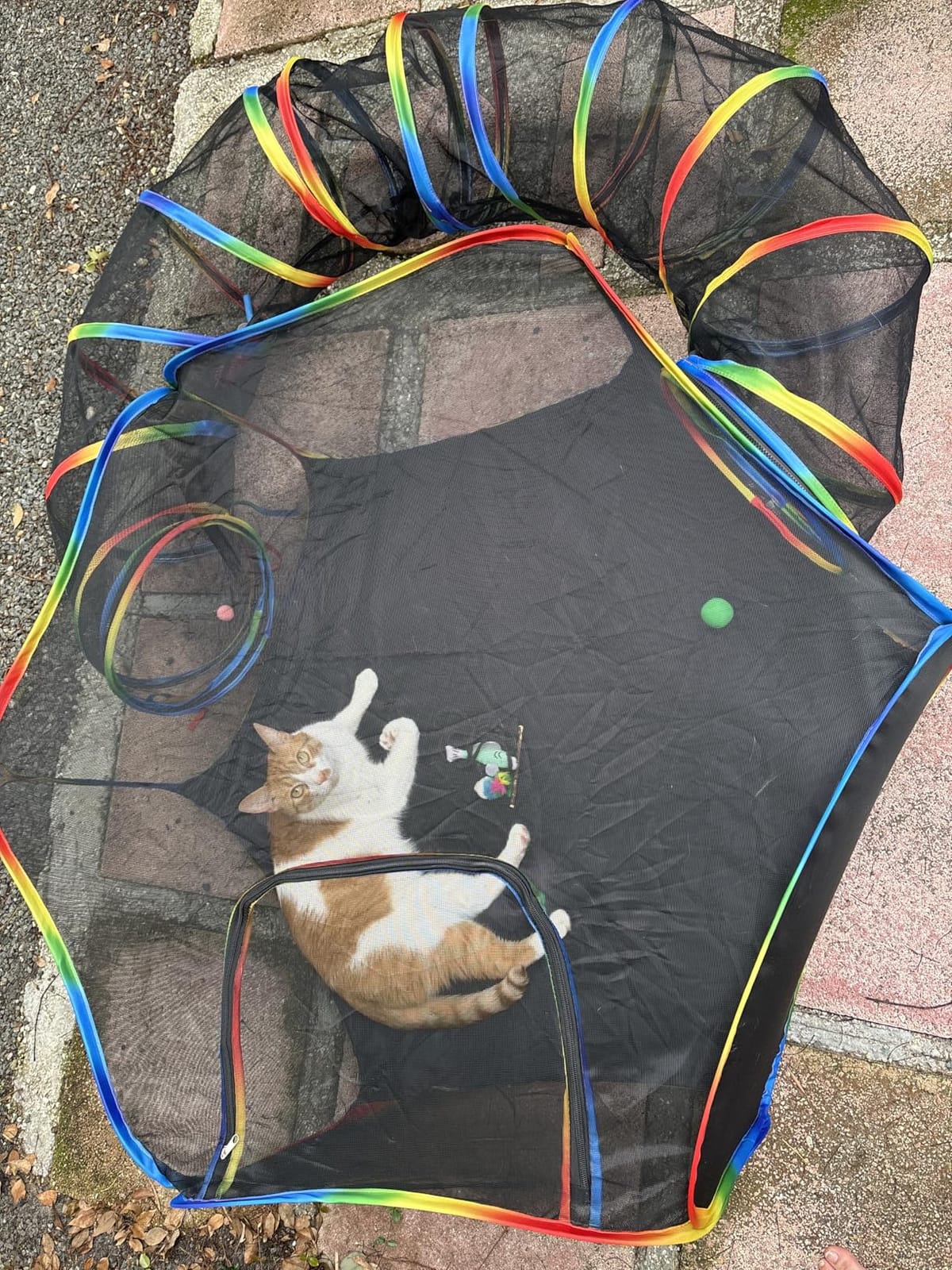 Portable Cat Enclosure - 2-in-1 Outdoor Catio with Tent & Tunnel, Foldable Playpen for Indoor Cats, Includes Storage Bag for Cats & Small Animals Rainbow Color customer photo 1