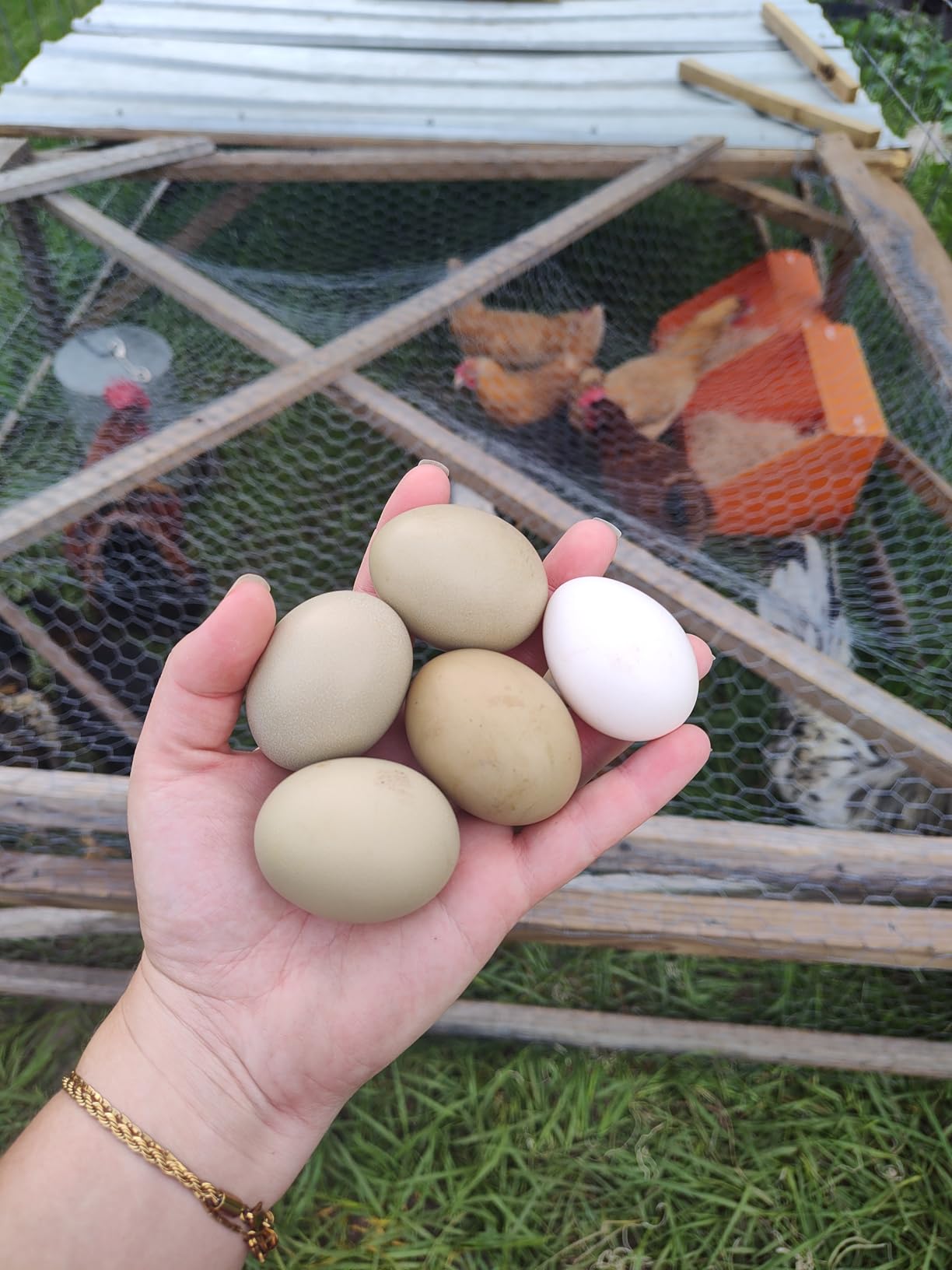 Touri 3 Pcs Chicken Nesting Boxes, Durable customer photo 1