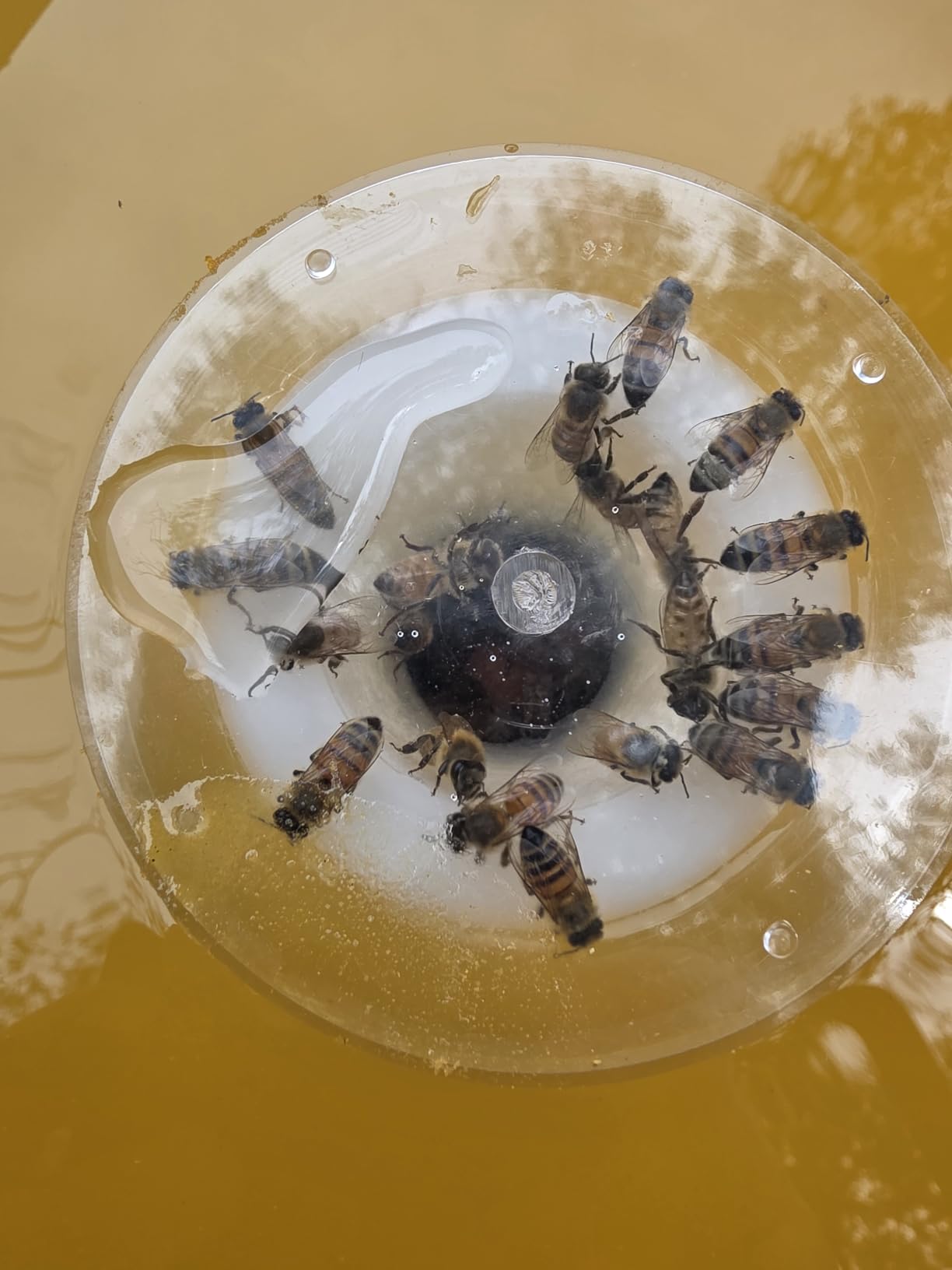 Hive Top Feeder, 2Pack Bee Hive Feeder with Bee-Safe Feeding Access | 1.8L hive top feeder designed for fewer refills, internal feeding, and seasonal colony support in 8 and 10 frame hives customer photo 2