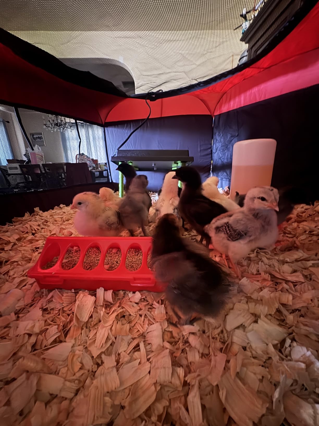 Tetuga Brooder Box for Chick Starter Kit with 10x 12” Brooder Heating Plate customer photo 2