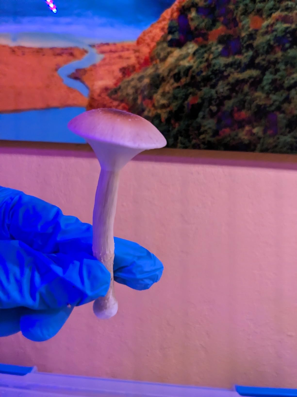 | The Magical 5lb All-in-One Mushroom Grow Bag | Mushroom Grow Kit | Harvest Your own Happiness | Discover the Magic of Growing Mushrooms - 5lb Grow Bag Mushroom Starter Kit customer photo 1