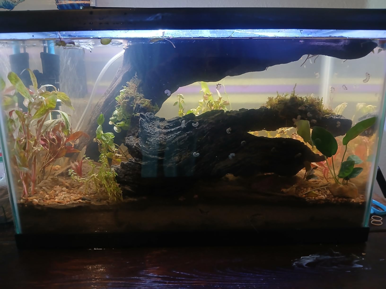 Pawfly 11W Aquarium LED Light for 12 to 18 Inch Fish Tanks Extendable Fish Tank Light with Full Spectrum Brilliant White Blue Red Lights with Daytime & Night Modes and Adjustable Brightness customer photo 1