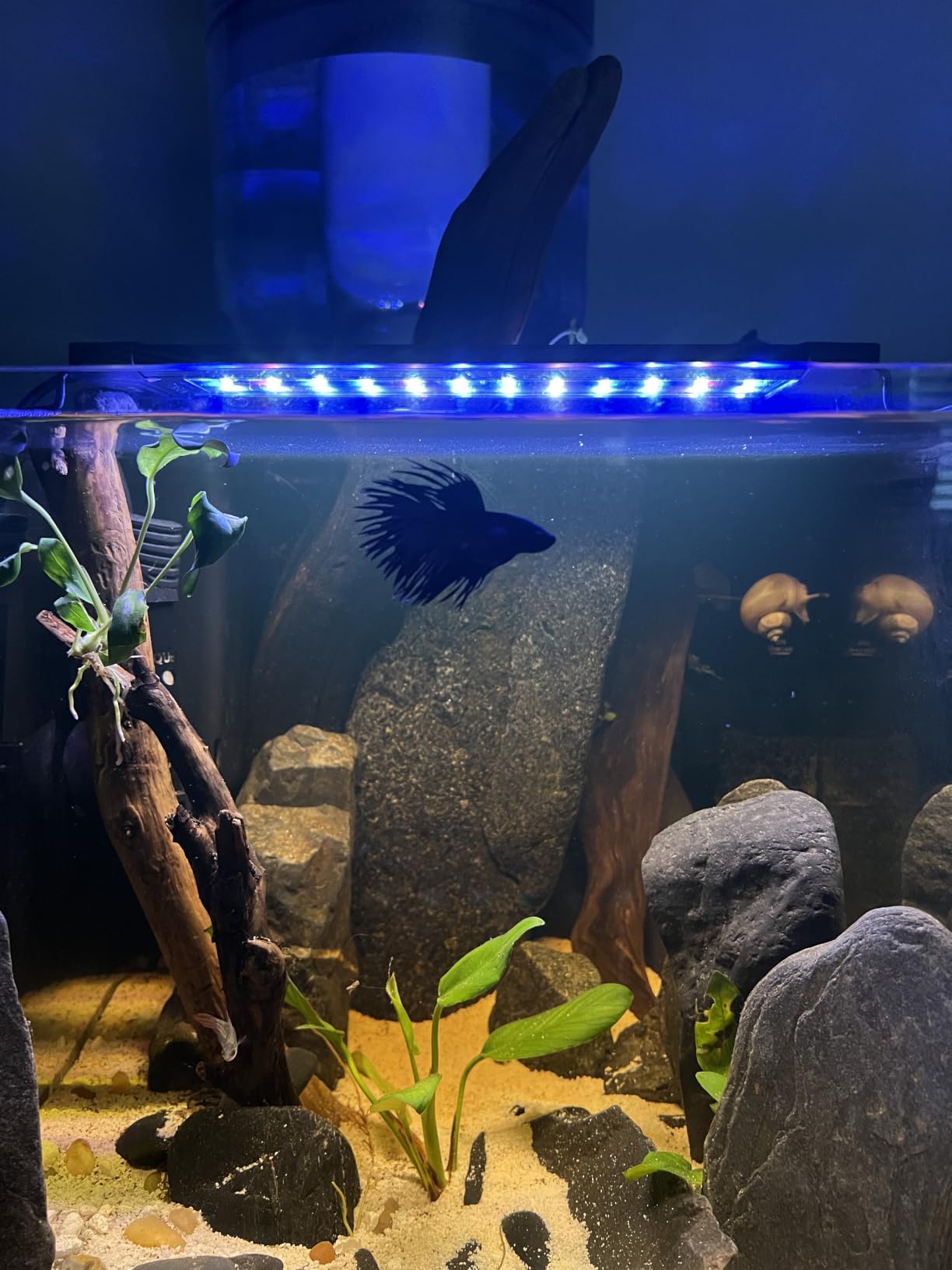 Pawfly 11W Aquarium LED Light for 12 to 18 Inch Fish Tanks Extendable Fish Tank Light with Full Spectrum Brilliant White Blue Red Lights with Daytime & Night Modes and Adjustable Brightness customer photo 2
