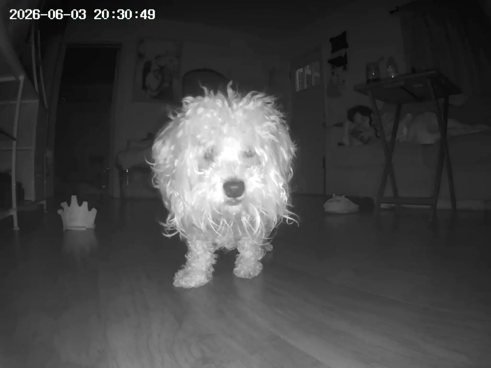 TKENPRO 2K Pet Camera Treat Dispenser, 360°View Dog Camera with Phone App, 5G&2.4G WiFi 2-Way Talk Pet Cam Indoor for Cats Remote Treat Tossing, Motion Alerts, Auto Tracking customer photo 2