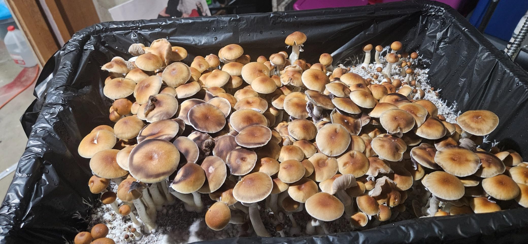 Mushroom Monotub Large 66Q Grow Kit | Complete Mushroom Grow Kit | for Dung-Loving Mushrooms | Includes 2 sterilized Grain Spawn Bags, Bulk Substrate, Vermiculite, Filters & More! Just add Spores customer photo 1