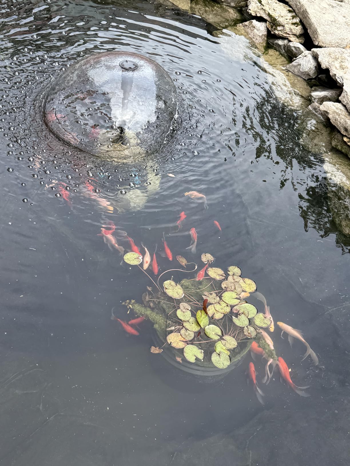 POPOSOAP Pond Filter with Pump Fountain Kits, 660GPH Pond Filter with 40W Pond Pump & Fountain Kit, Koi Pond Filters for Outdoor Ponds Clean, Clear, and Add Water Features customer photo 2
