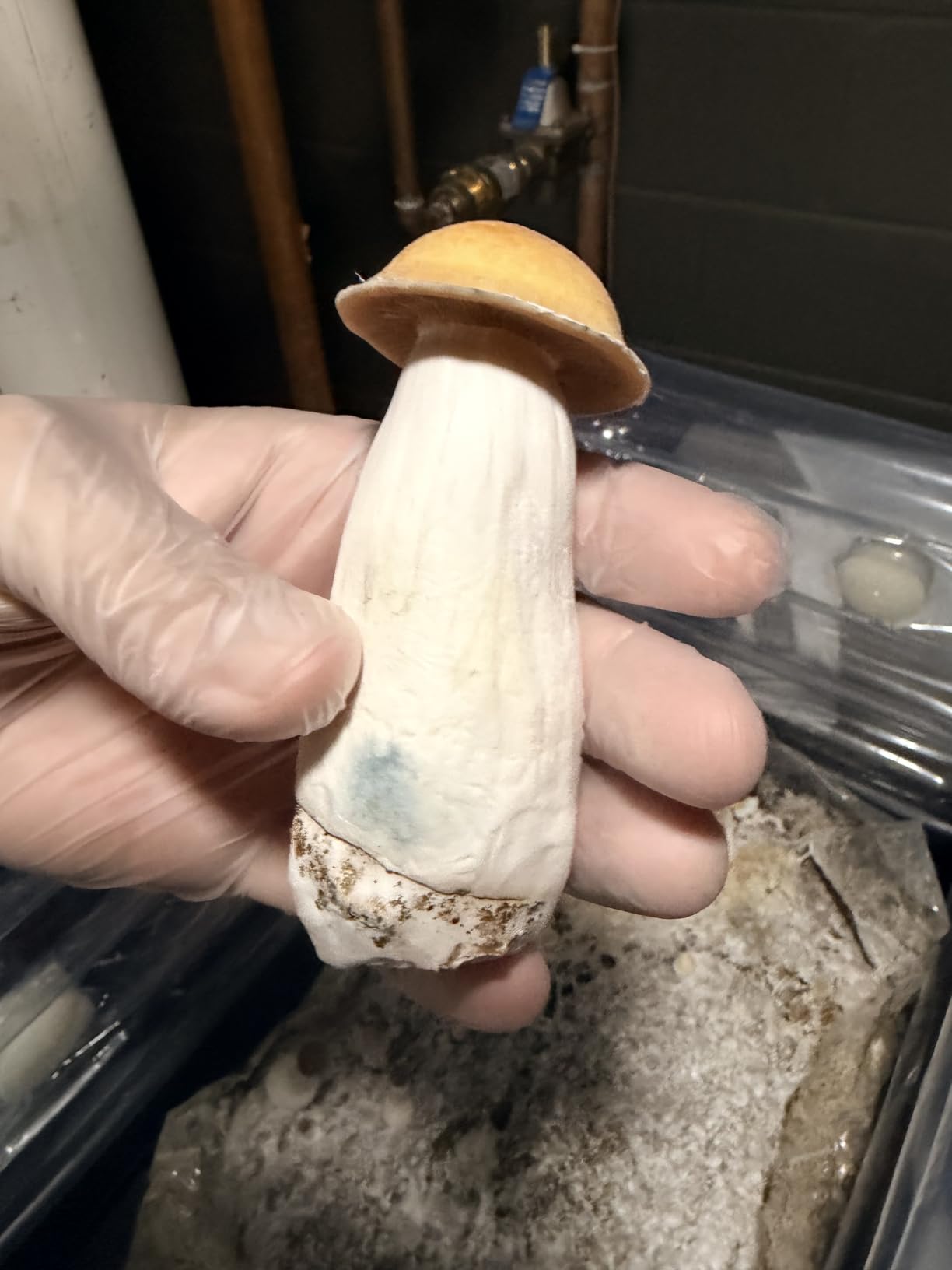 Myco Labs Premium 5-Grain Mushroom Spawn Bags | Sterilized Grain Spawn | Injection Ports | 2 Quarts Each Bag | 2 Bags per Box customer photo 1