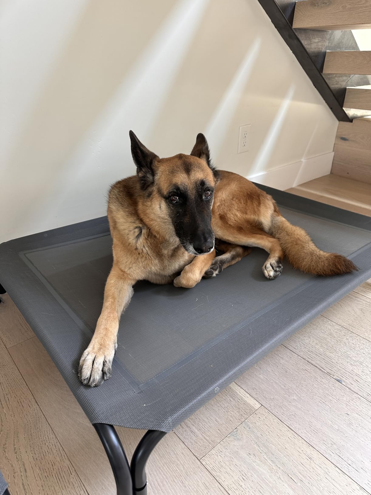 Elevated Dog Bed Raised Outdoor Dog Cot for Large Dogs, Installation Requires No Tools, Frame with Washable Cooling Breathable Mesh Anti-Slip Feet, Indoor Pet Bed, Black, 43.3 Inches customer photo 1