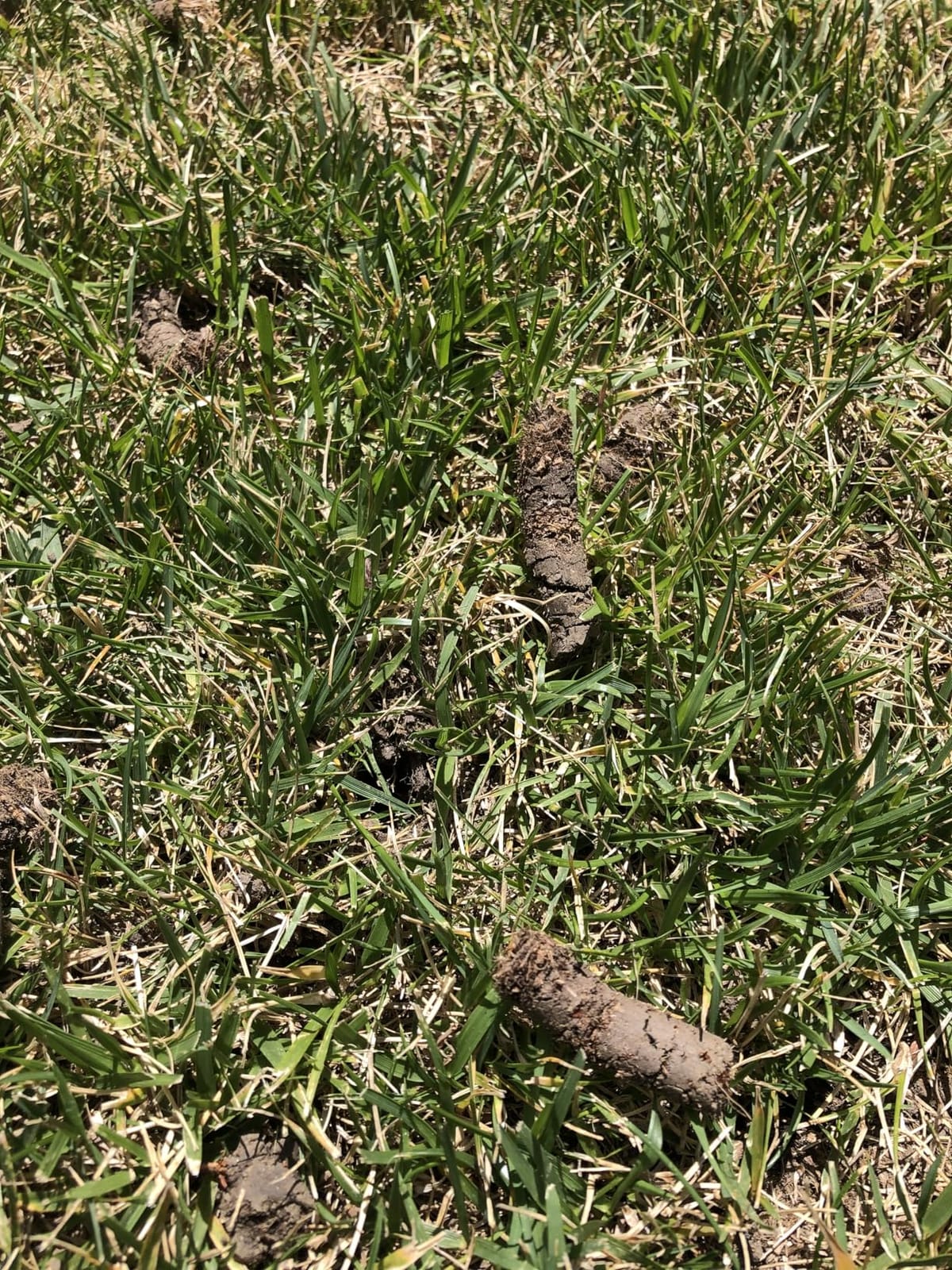 Patented Rolling Lawn Aerator Manual Coring Tool Compacted Soil Loosening customer photo 1