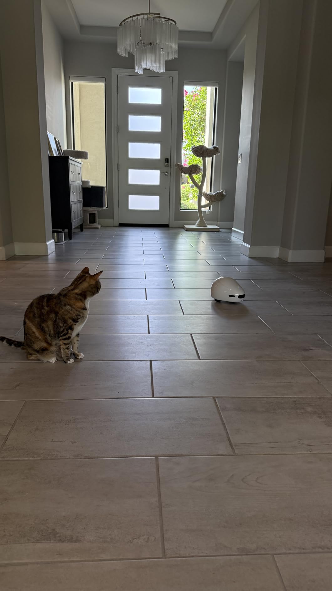 Pet Camera Robot with Treat Dispenser & Laser, Moving Cat Robot Camera for Dogs and Cats with Two-Way Audio, App Remote Control, Auto Recharge, Night Vision customer photo 1