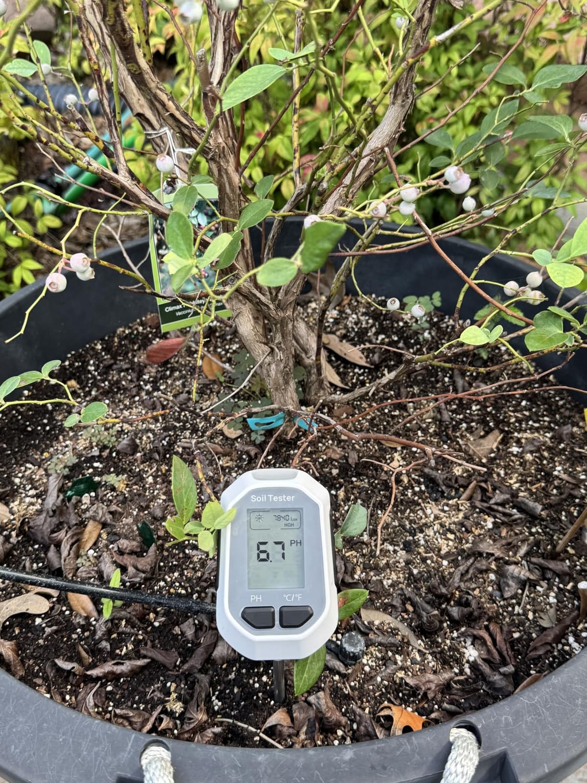 YAMRON 4-in-1 Soil Moisture Meter Digital Plant Temperature/Soil Moisture/pH Meter/Sunlight Intensity Backlight LCD Display Soil Test Meter for Gardening, Farming and Outdoor Plants customer photo 1
