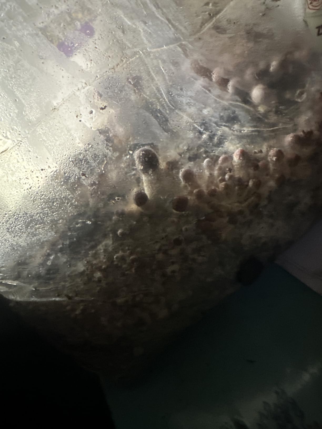 Spore Sorcery 2 LB All-in-One Mushroom Grow Bag – Sterilized Substrate, Injection Port – Up to 16oz Yield – Culture Not Included customer photo 1