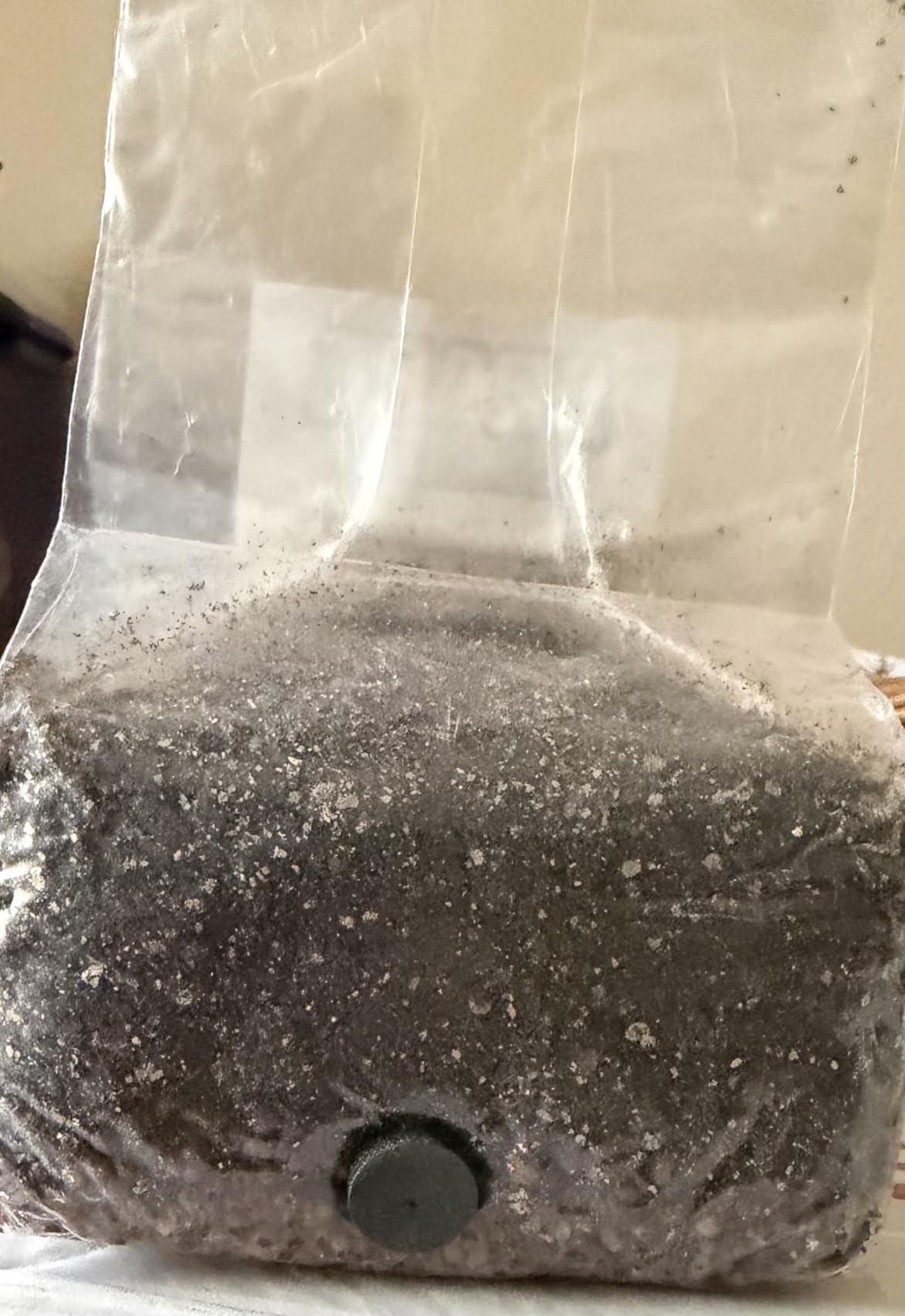 Spore Sorcery 2 LB All-in-One Mushroom Grow Bag – Sterilized Substrate, Injection Port – Up to 16oz Yield – Culture Not Included customer photo 2