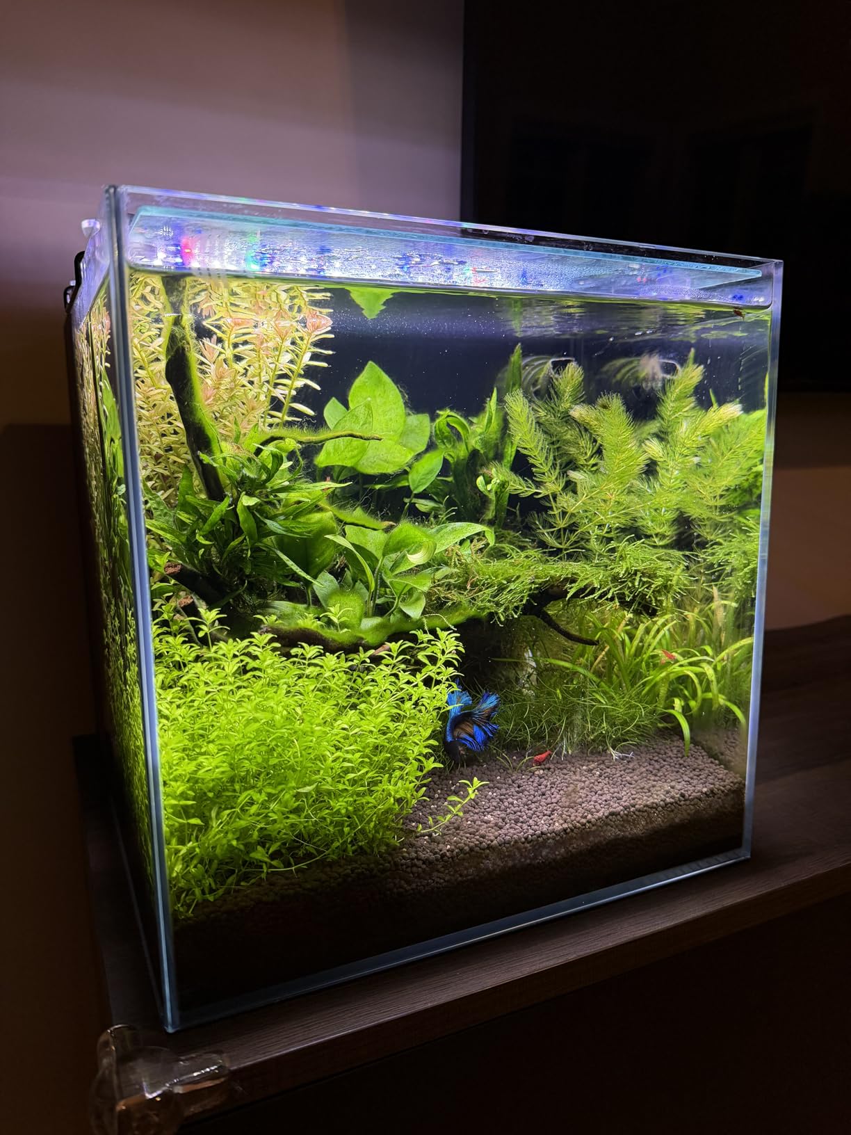 Coralland 8-Gallon Saltwater Aquarium - Ultra Clear Low Iron Glass, 45 Degree Angled Joint Design, Crystal Clear Viewing, Perfect for Marine Fish & Reef Tanks customer photo 1