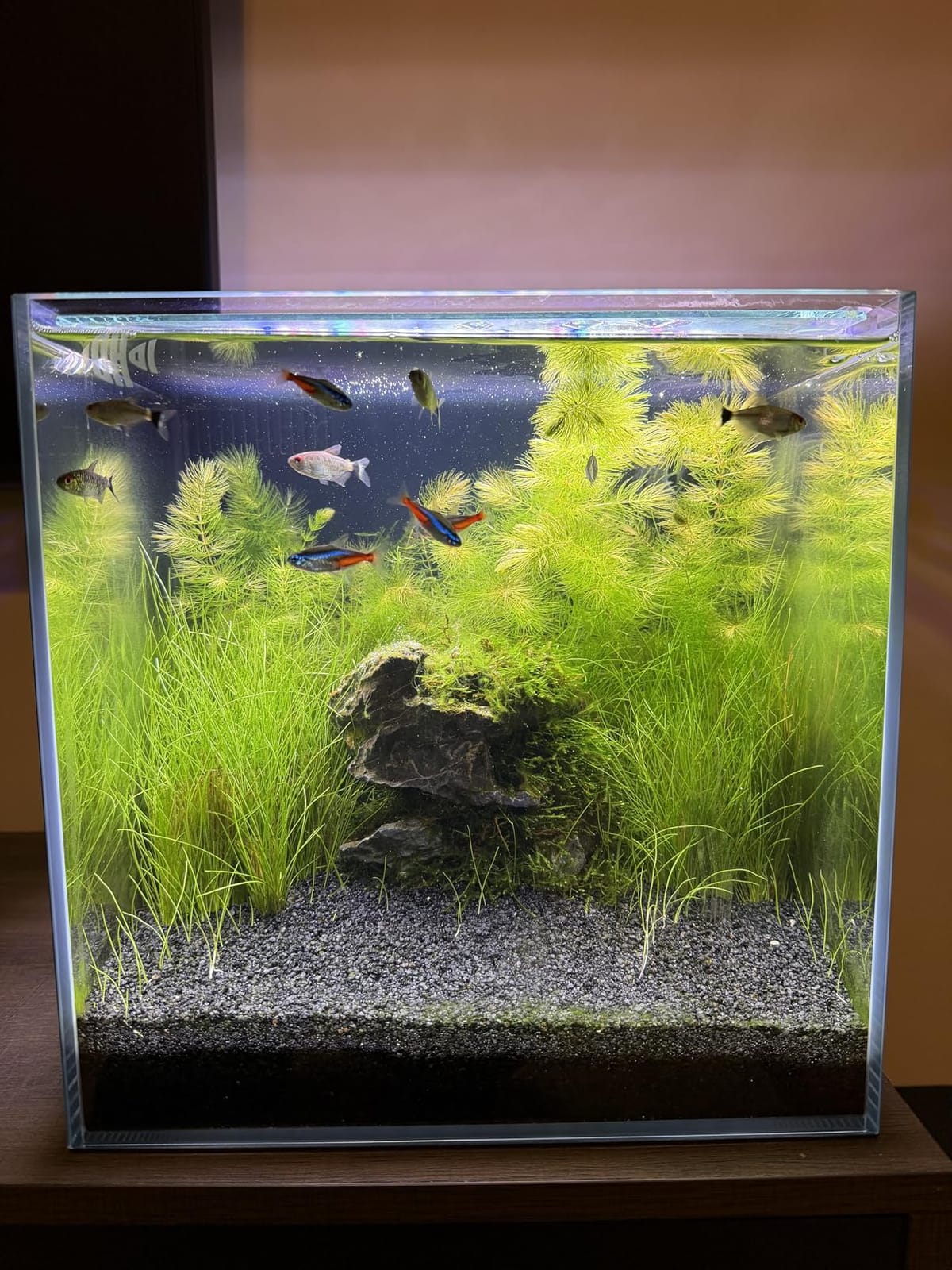 Coralland 8-Gallon Saltwater Aquarium - Ultra Clear Low Iron Glass, 45 Degree Angled Joint Design, Crystal Clear Viewing, Perfect for Marine Fish & Reef Tanks customer photo 2