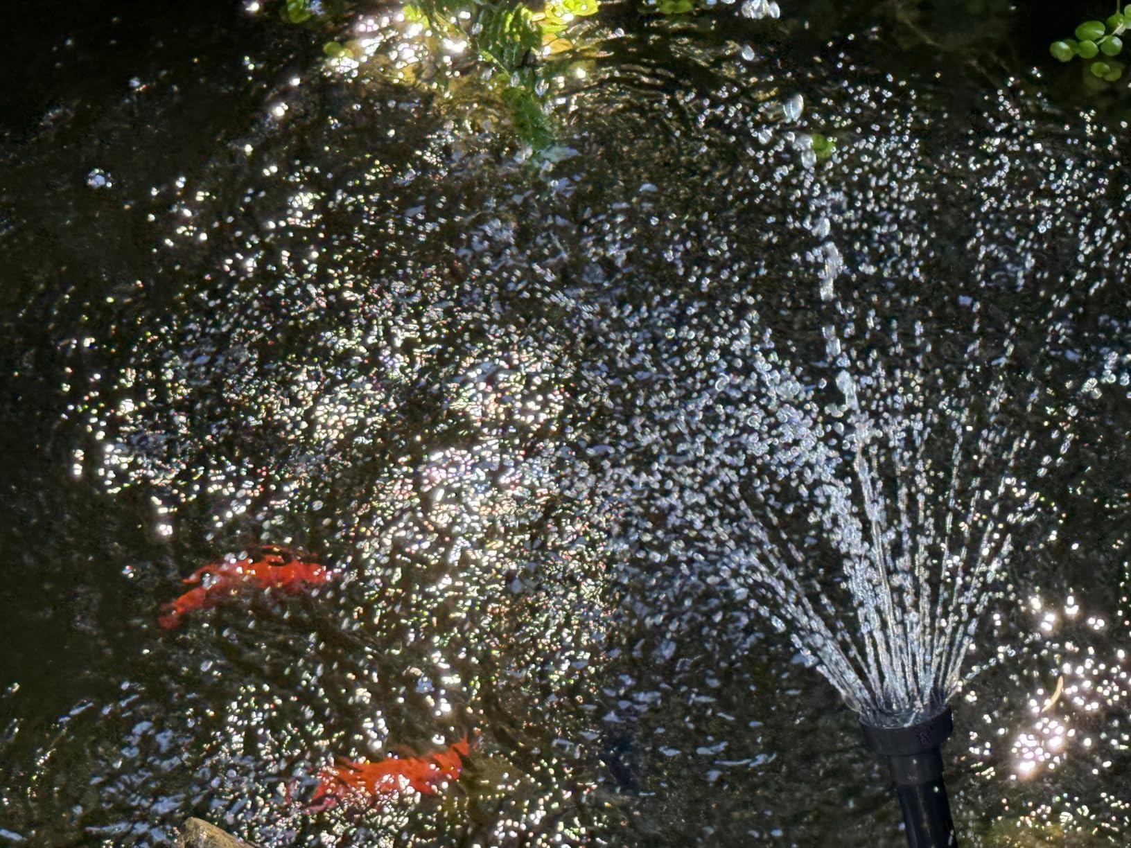 Biling 12W Solar Pond Pump Dry-Run Protection Quiet Fountain Pump Bird Bath customer photo 1