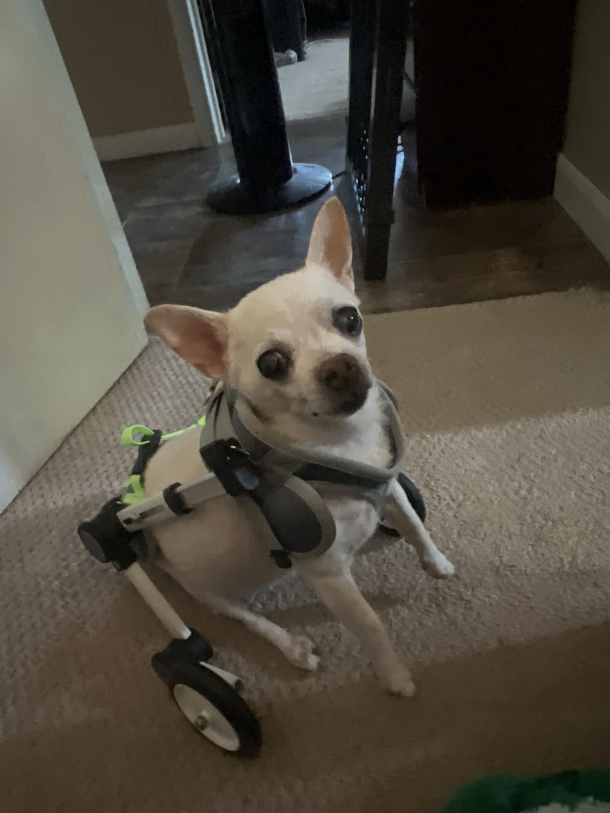 Dog Wheelchair for Back Legs, Adjustable Mobility Cart for Dog customer photo 1