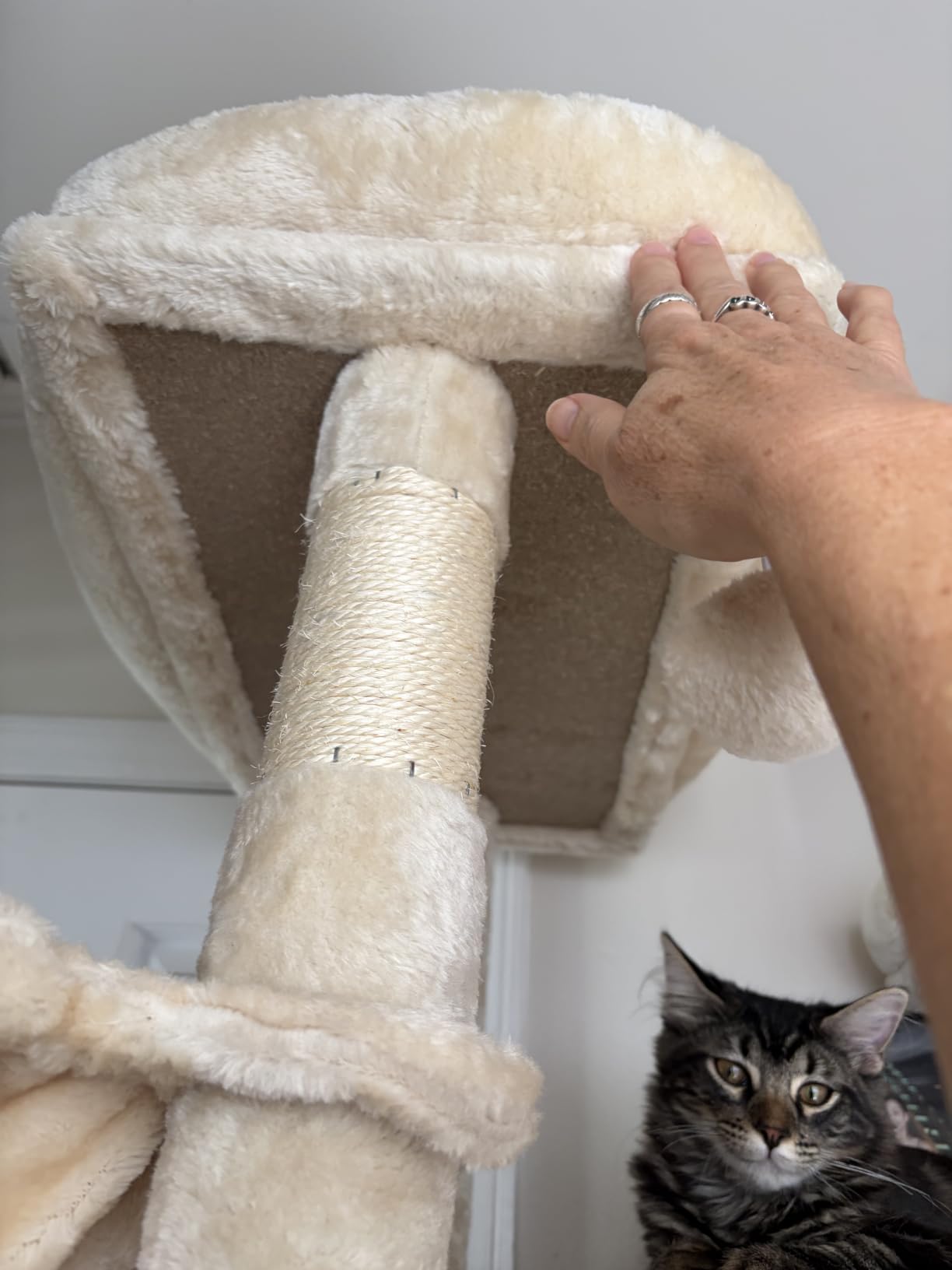 SHA CERLIN 81in Multi-Level Tall Cat Tree Tower for Indoor Kitties/Larger Cat Condo Furniture with Hammock/Cozy Pussycat Perches/Sisal Scratching Posts/Pet House/Wide Base/Dark Grey customer photo 1