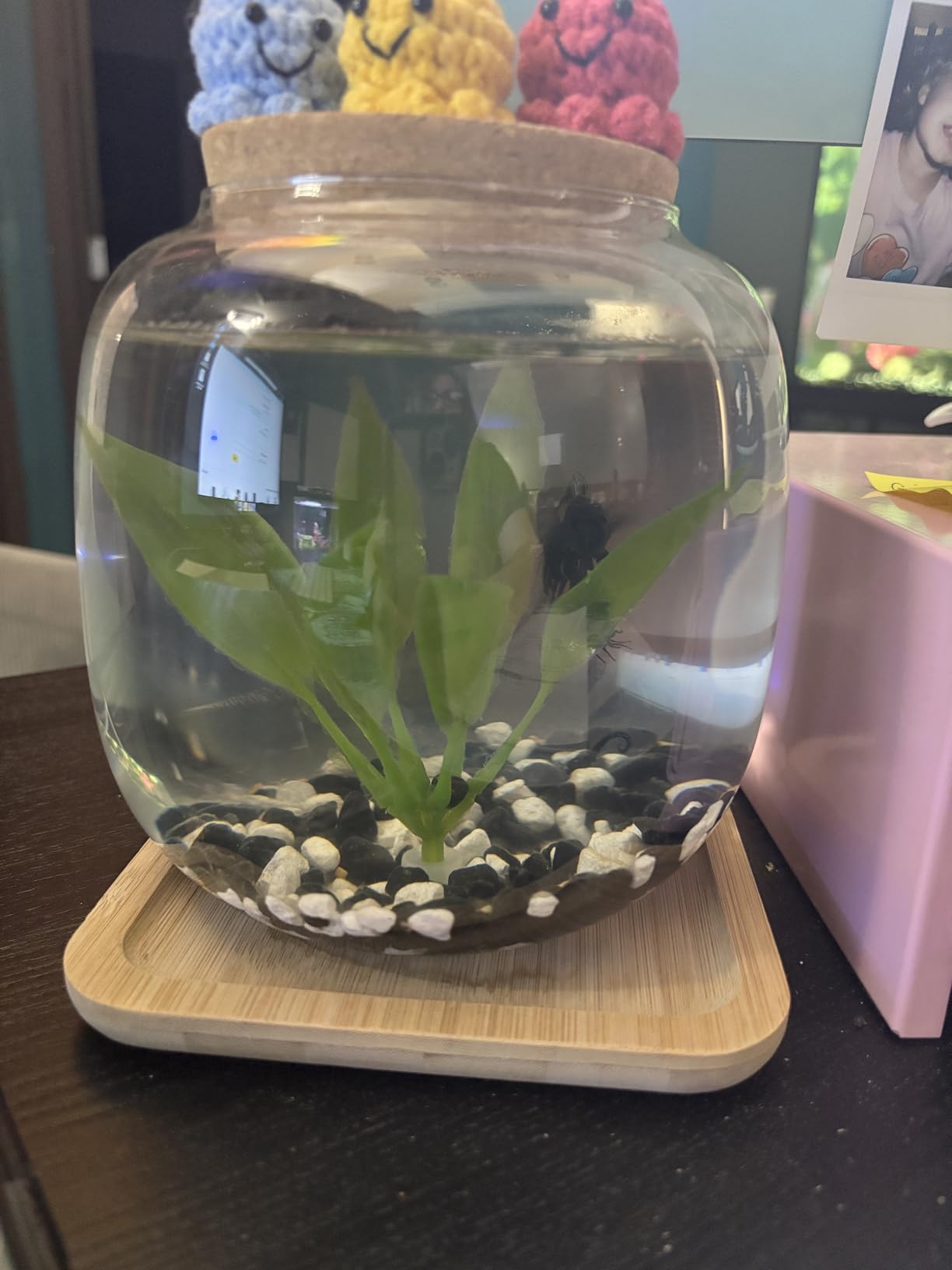 Betta Fish Bowl Glass Small Fish Tank with Bamboo Stand, Plant Propagation Station Hydroponic Terrarium with Lid beta Fish Aquariums 0.6 Gallon customer photo 1
