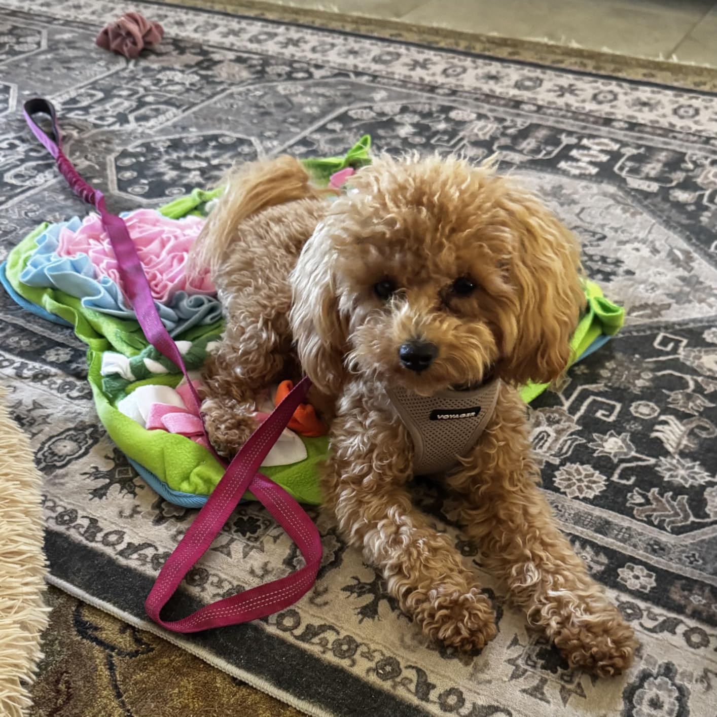 Snuffle Mat for Dogs, Slow Feeder Interactive Puzzle Dog Food Mat customer photo 1