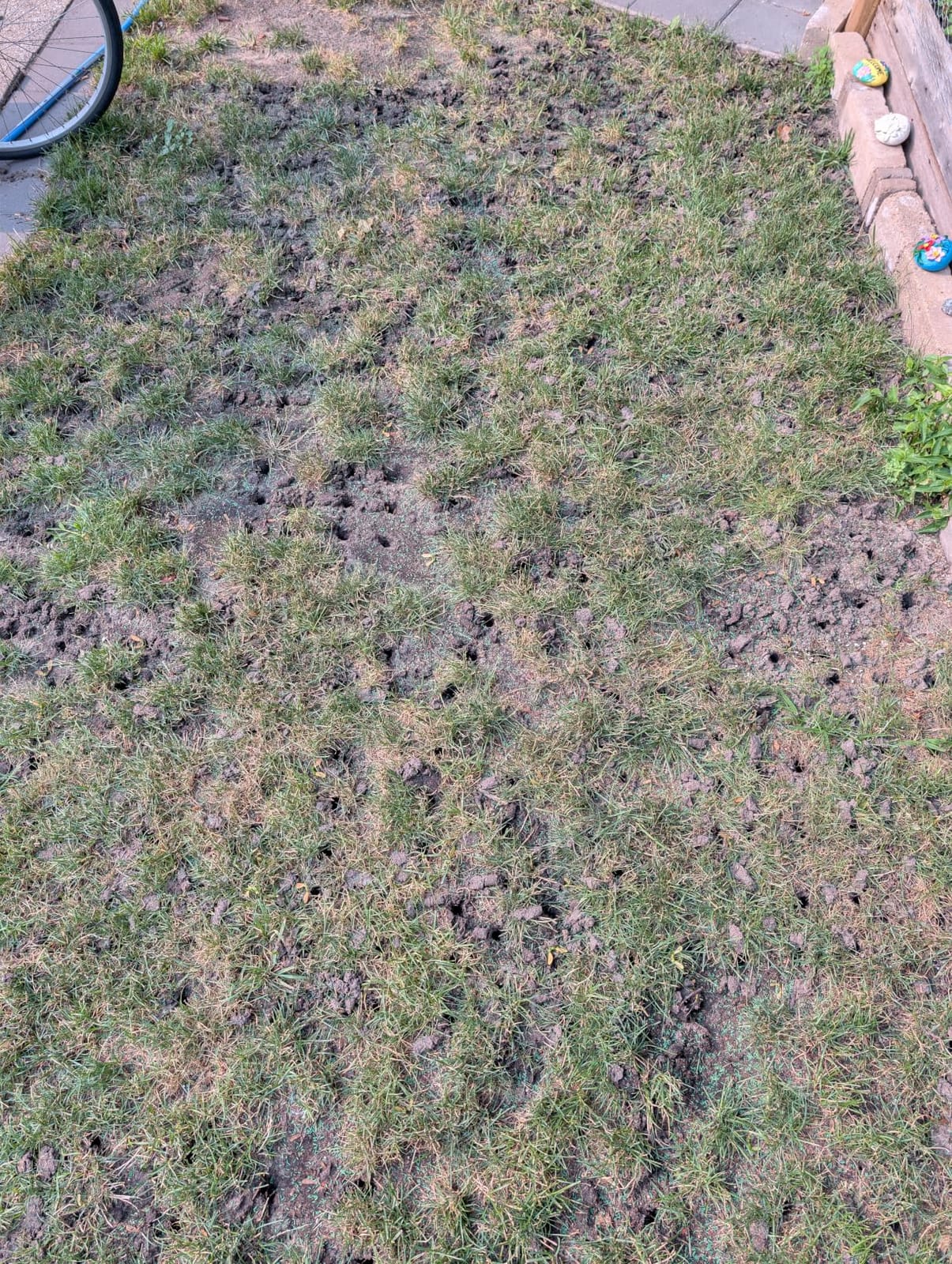 Manual Lawn Core Aerator for Compacted Soil with Non-Clogging Hollow Tines customer photo 2