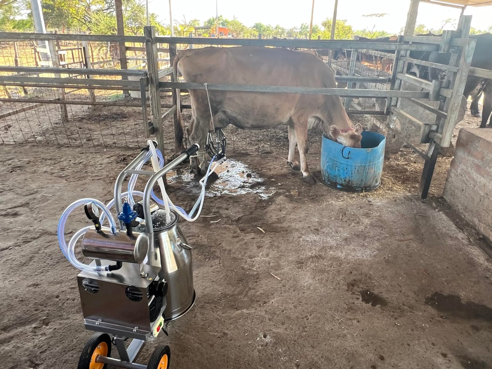 Cow Milking Machine Portable, 55KPA 15000 RPM Electric Milker Machine | Milking Equipment with 25 L/6.6 gal Stainless Steel Bucket 5-8 Cows Per Hour with Silicone Cups and Tubes for Cows and Goats customer photo 1