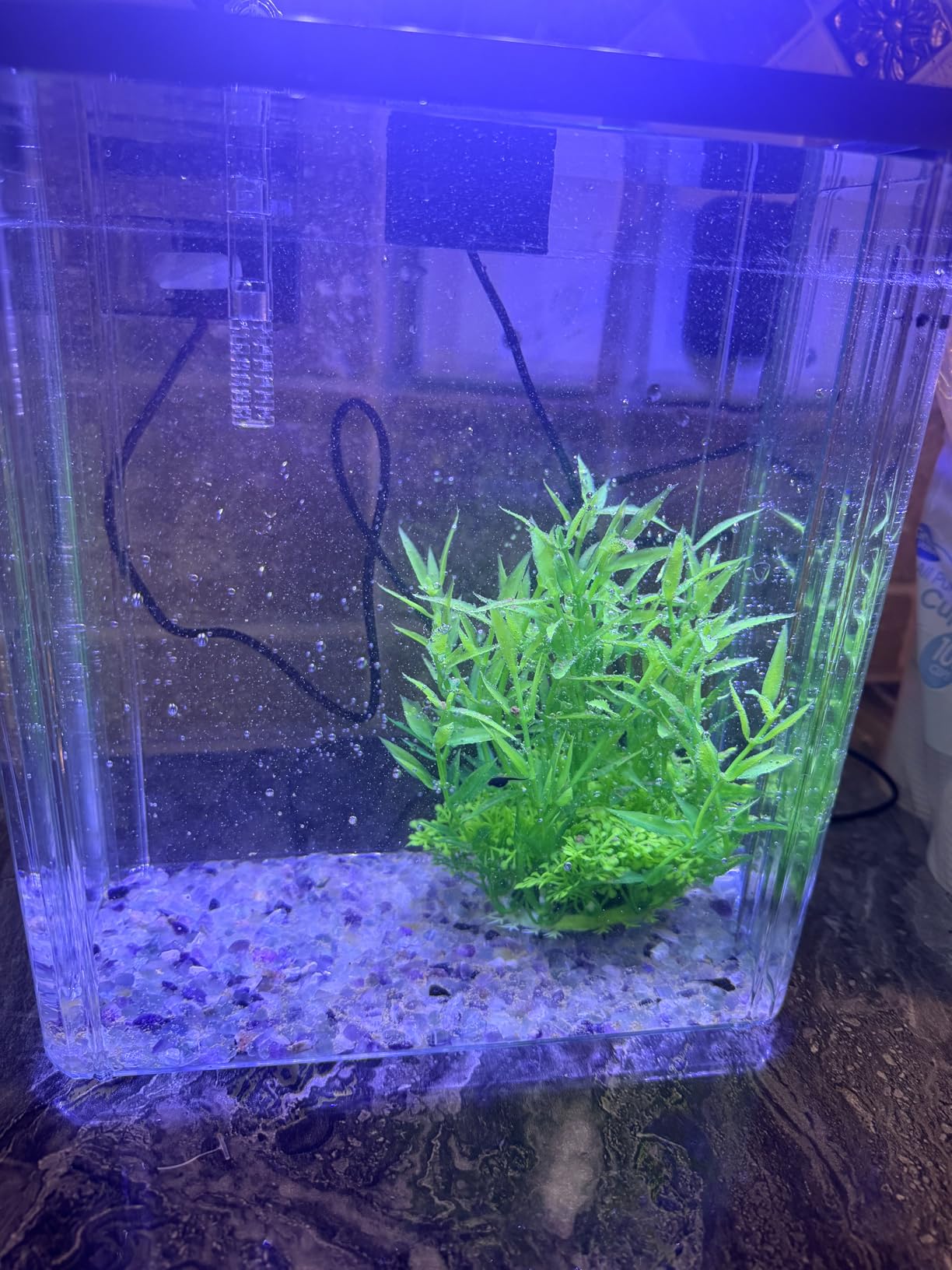 1.8 Gallon Beta Fish Tank Aquariums Kits - Clear Small Fish Bowl Starter Kit with LED Light, Water Filter Pump, Hydroponic Basket - Beginner's Gift for Guppy Shrimp Goldfish, Rectangular customer photo 1