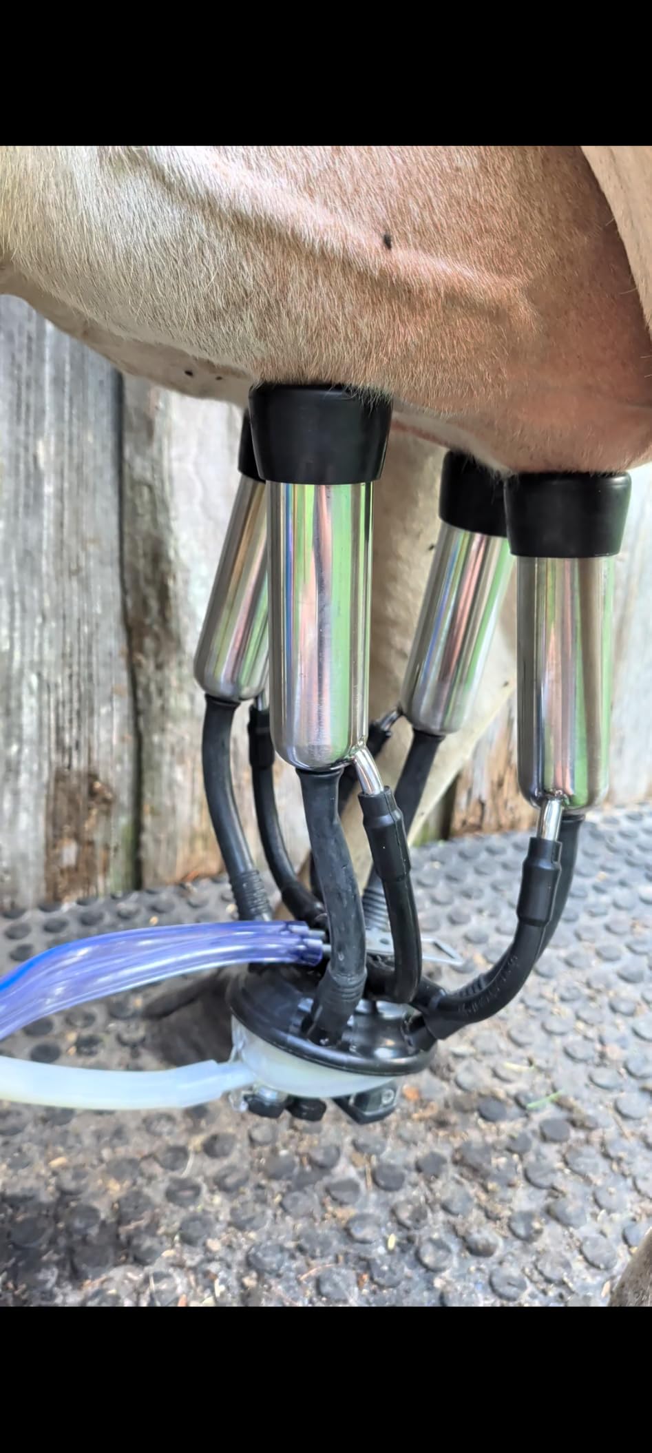 VEVOR Electric Cow Milking Machine, 25 L, 304 Stainless Steel Bucket | Food Grade Teat Cups and Silicone Hose Provide Strong Suction and Vacuum Pulsation, while Wheels Ease Movement around Farms customer photo 2
