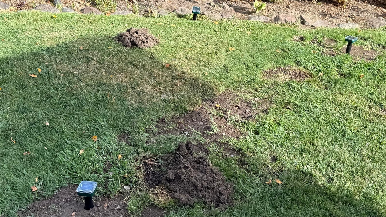 Mole Repellent Solar Powered 8 Pack Sonic Mole Deterrent Spikes, Snake Gopher Vole Repellent for Lawn Garden & Yard Gopher Deterrent, Groundhog Repellent customer photo 1