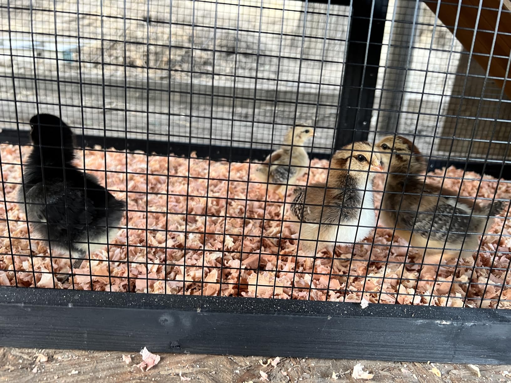 Petsfit Outdoor Chicken Coop with Run for 4-6 Chickens, 3 Nesting Boxes customer photo 2