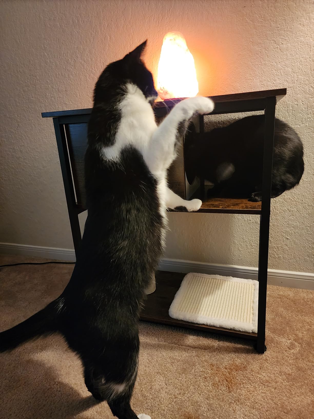 Feandrea Cat Tree, 5-Tier Cat Tower with 2 Condos, 55.1 in customer photo 2